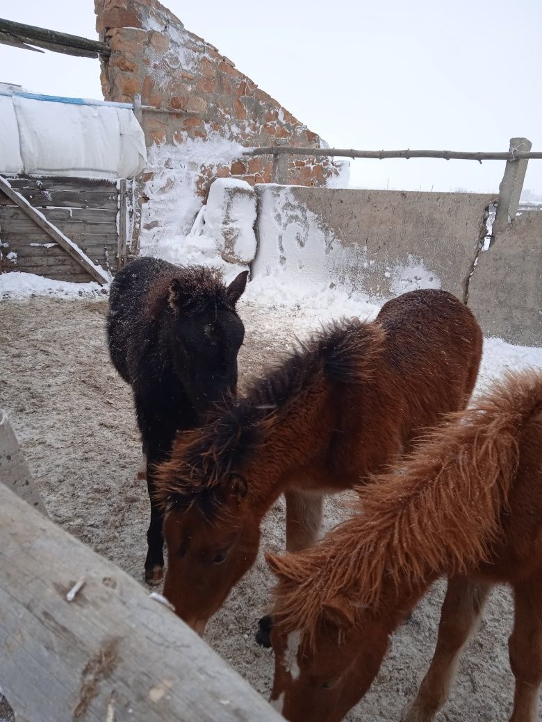 Продам нынешних жеребят