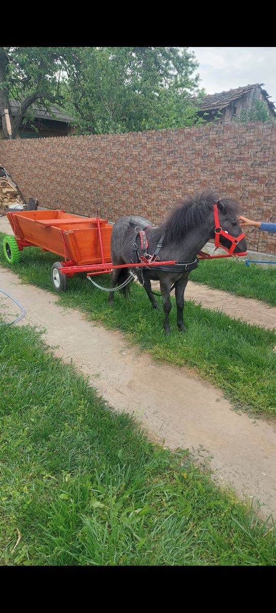 Ponei + căruță si ham