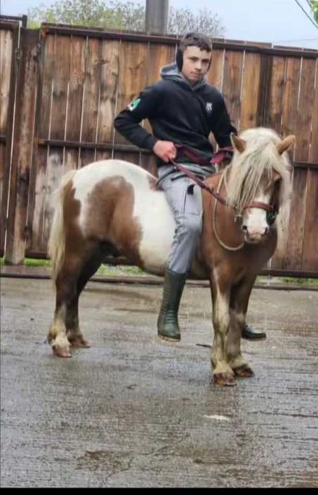 Vând ponei armăsar cuminte