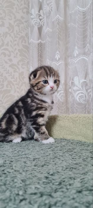 Продаются вислоухие/скоттиш фолд/котята