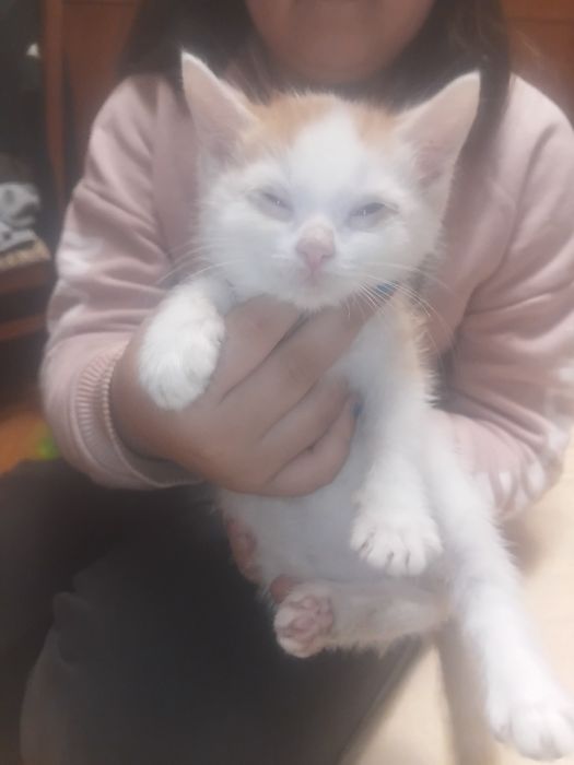 Отдам котёнка котят