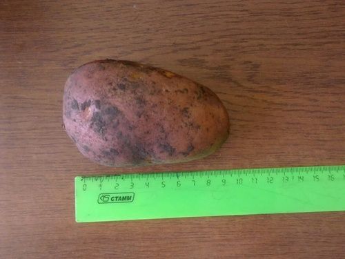 Продам семенной картофель