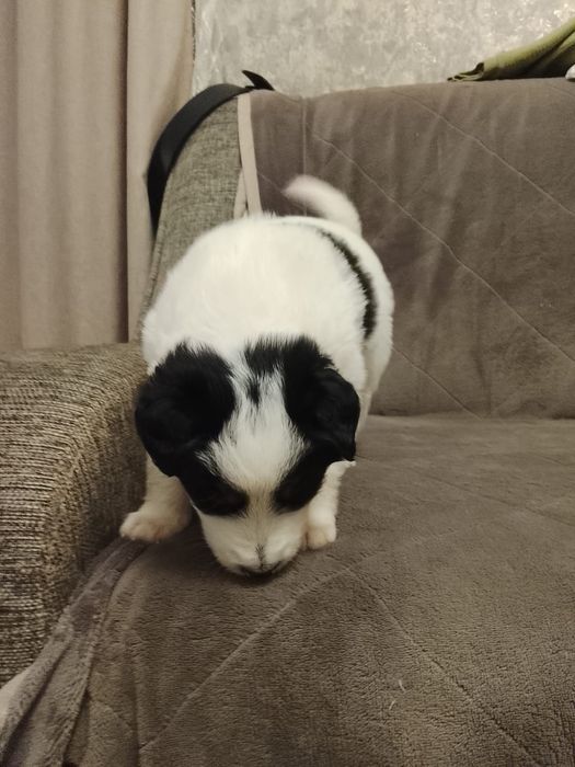 Щенятки и котятки ждут любящих хозяев