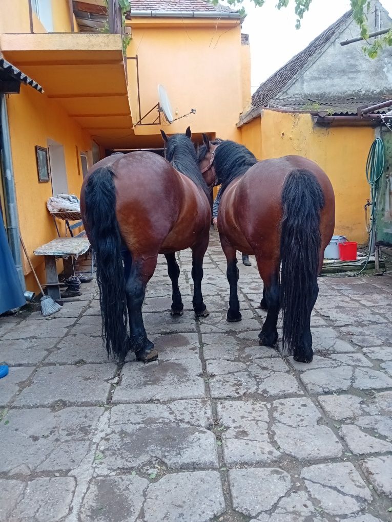 De vânzare iapa și  manza împreună sau separat