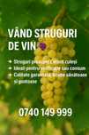 Vand struguri de vin