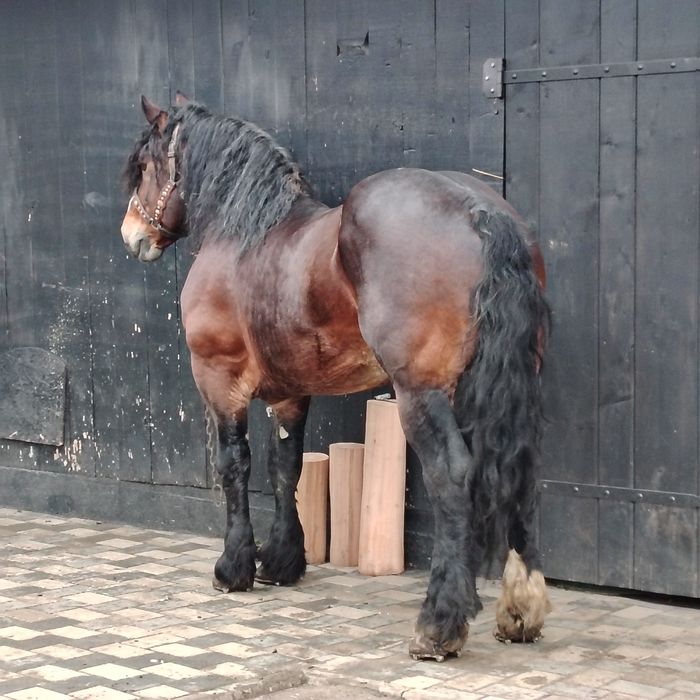 De vânzare armăsar în vârstă de 8 ani