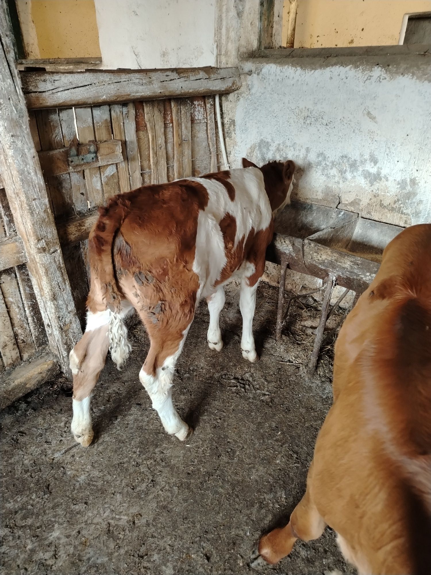 Vand doua vitele una baltata romaneasca si  una limusine
