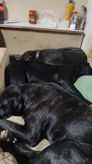 Vind 4 femele și 4 baieti