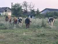 Vând vaci și vitei de rasa