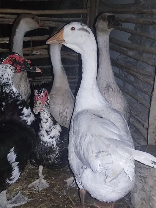 Gʻozlar sotiladi
