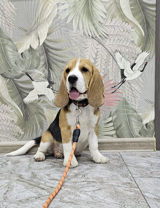 Породистая девочка бигля