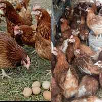 Găini ouătoare     12 luni