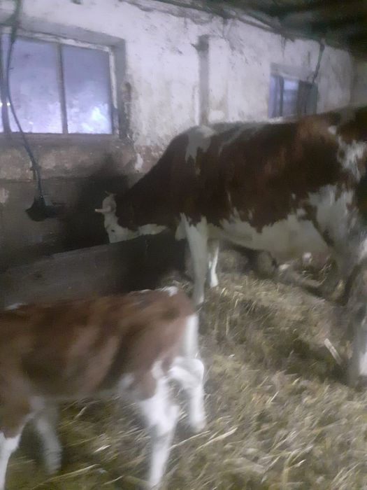 Vand juninca la prima fatare Baltata Romaneasca