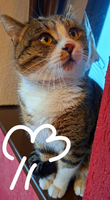 Adoptie pisica tigrata motan Nicholas