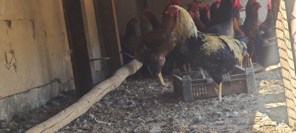 Хоразлар сотилади донаси 150 минг