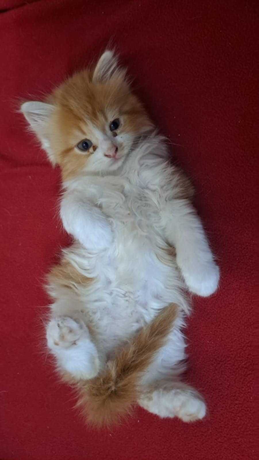 Продавам Ангорски котенца