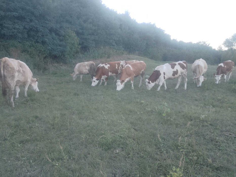 De vânzare vaci, vitele