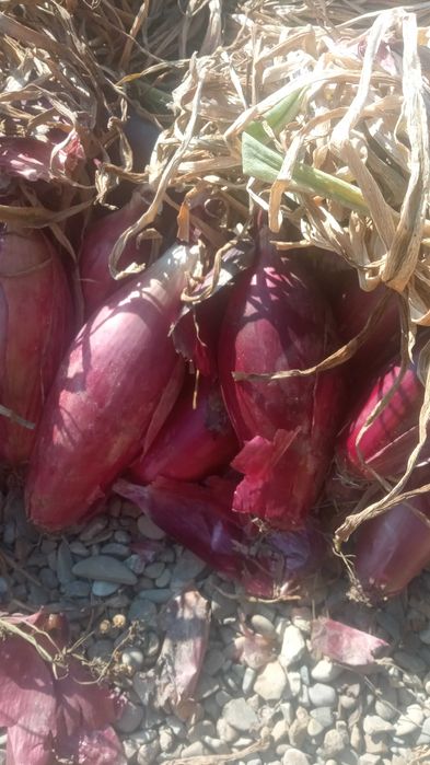 Vând sămânță ceapă rosie