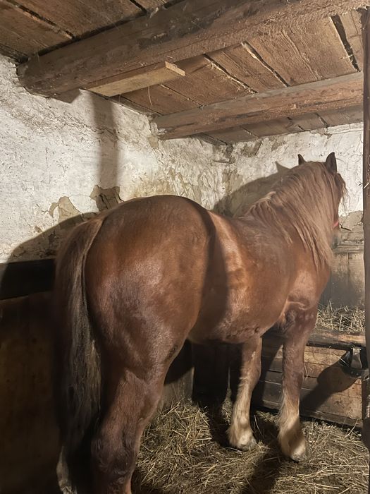 Vand armasar, de 2 ani