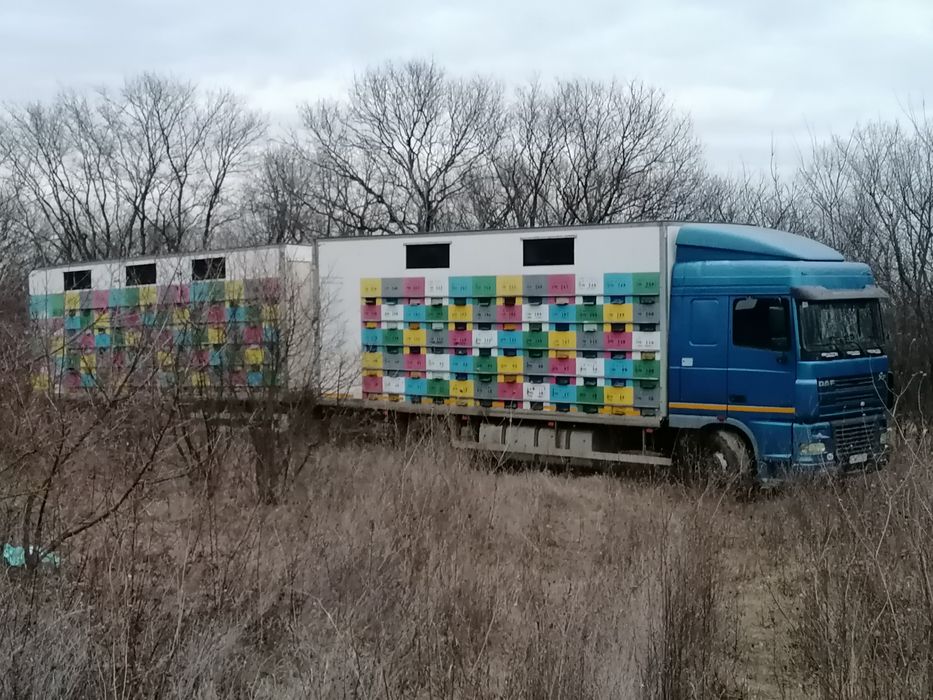 Vând stupina peste 200 de familii