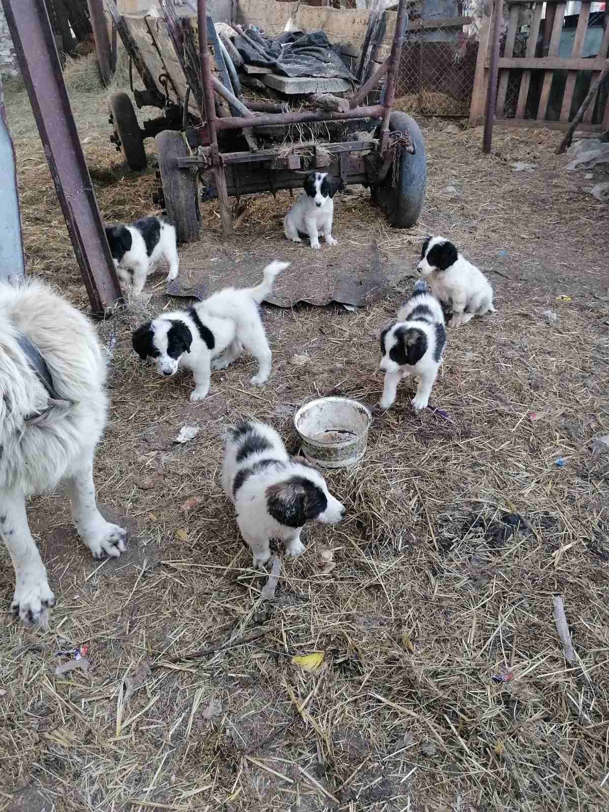 Кучета каракачанка на 2м