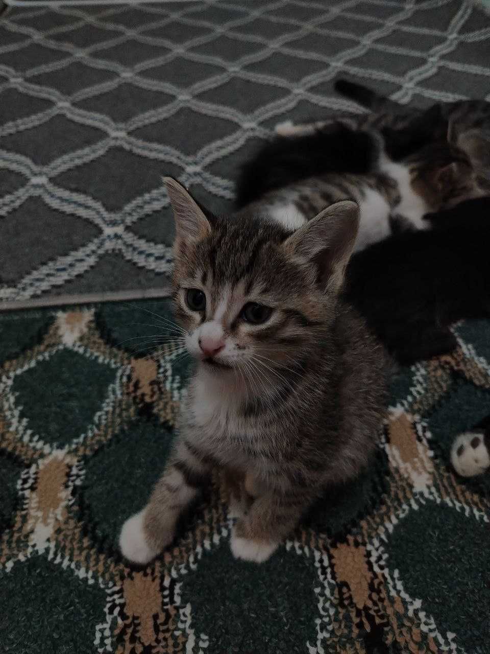 Отдам котят даром в хорошие руки