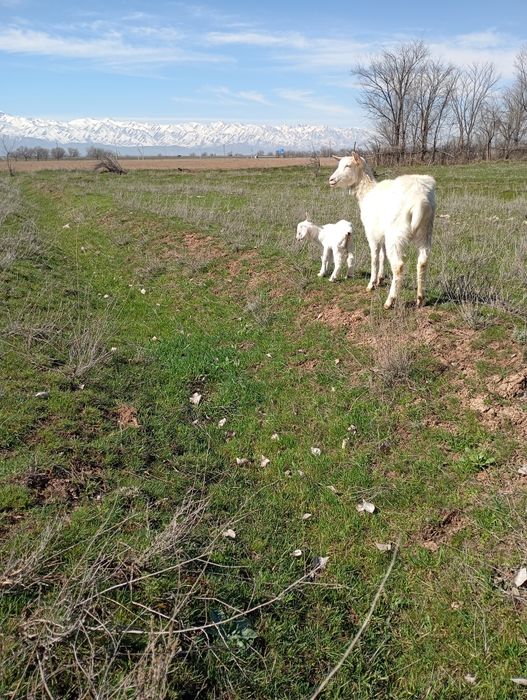 Заненский лагымен,альпи