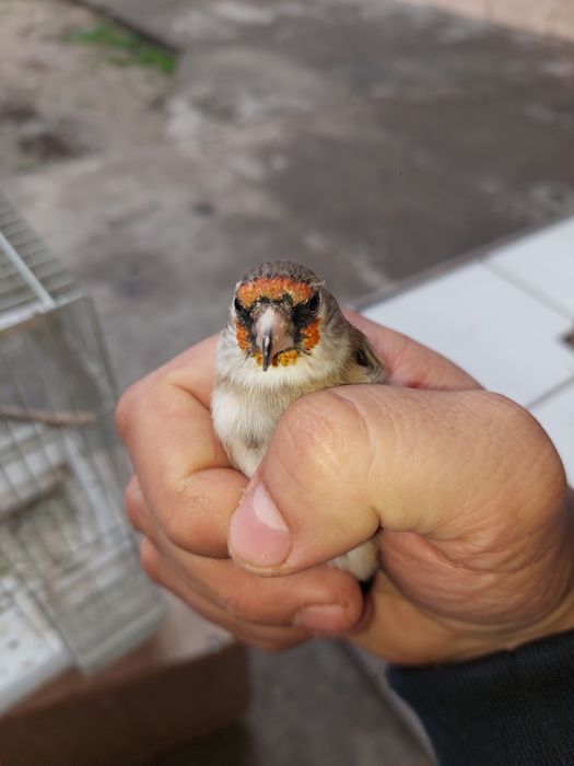 Норчи сава куш сотилади. Седоголов