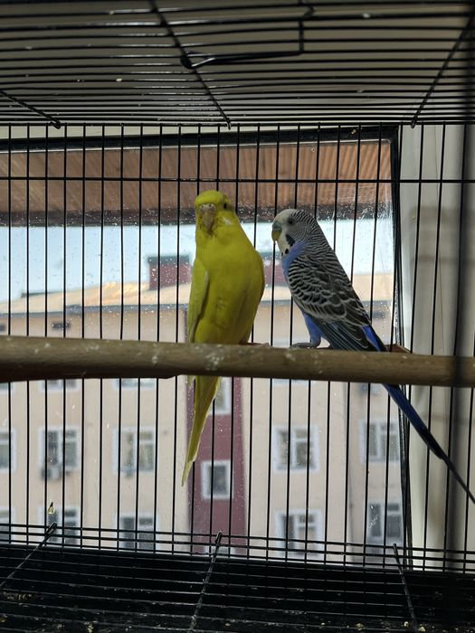 Папугаи Карела и тб