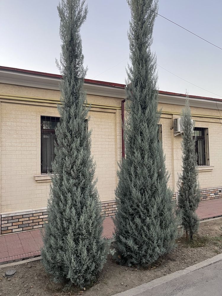 Sotiladi,Продается,аризонский кипарис, arizonskiy kiparis,archa,ёлка
