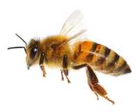 Roiuri de albine 2024