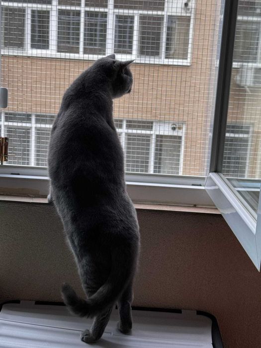 Plasa metalica pentru siguranta pisicutelor