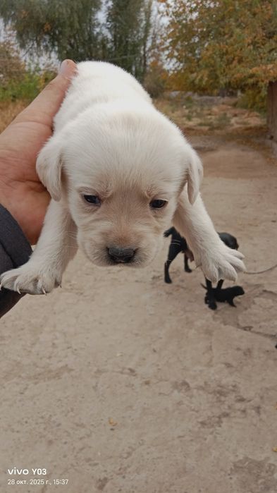 Лабрадор-ретривер