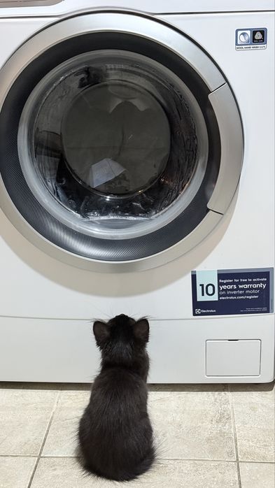 Ofer spre adoptie o pisicuta neagra adorabila