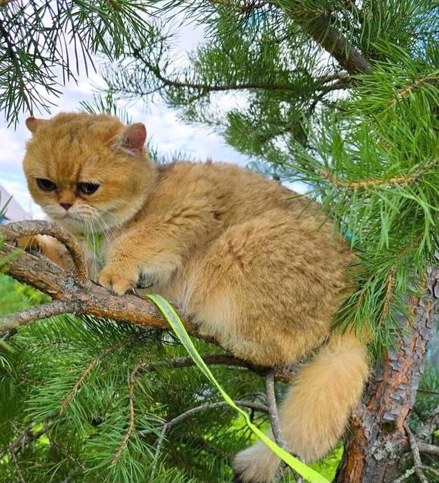 На продаже привозная кошечка