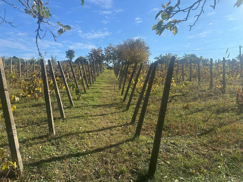 teren de vanzare in Popricani