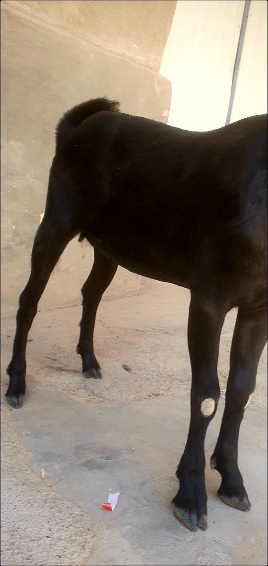Toza qon mursiyana qiz bola echiki 5 oyli