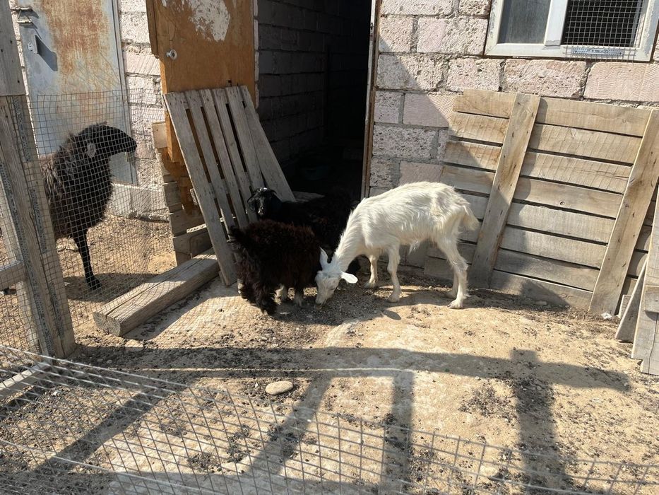 Ешки, 2 шыбыш сатылады