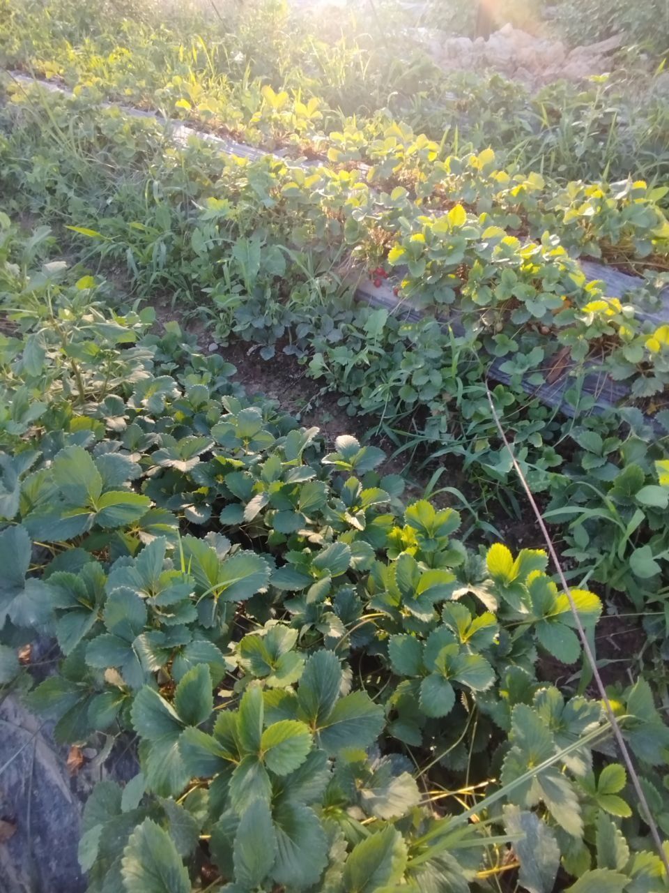 Qulupnay ko'chat