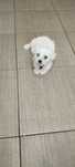 Bichon maltes mini toy