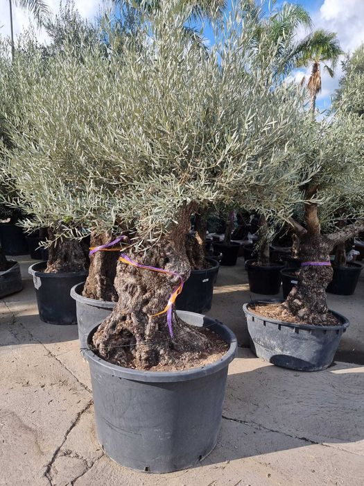 Eleganță în Grădina Ta | Măslini Olea + Amenajare Completă