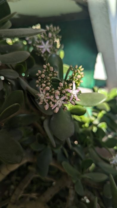 Dollar gul 20 yillik