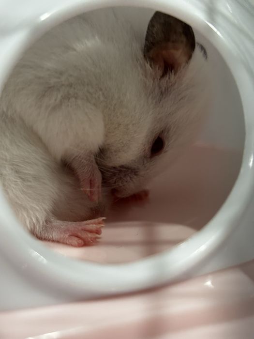 Продам сирийского хомяка