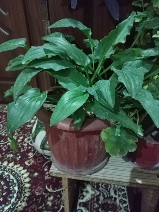 Dollor gul va yana bitta gul 2lasi xam juda ham chiroyli