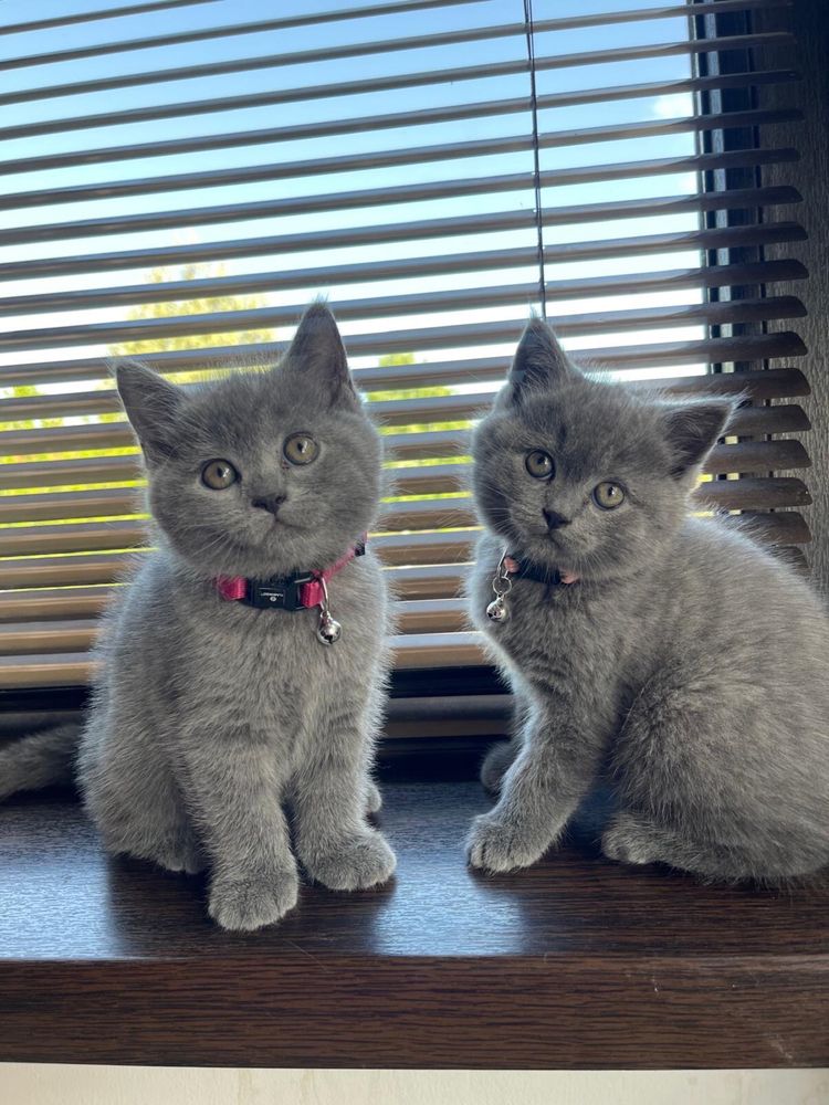 Pui Pisica British Shorthair