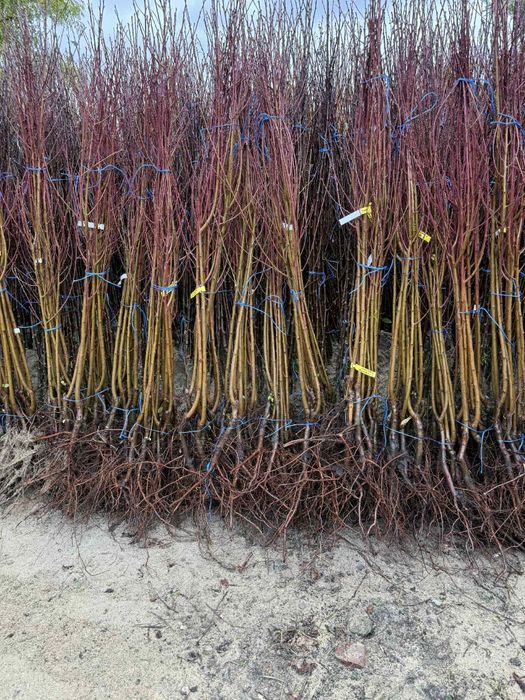 Vând Pomi fructiferi  anul 2