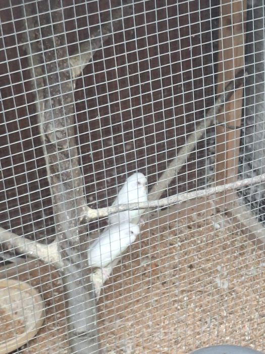 Cusca mare + perusi albi