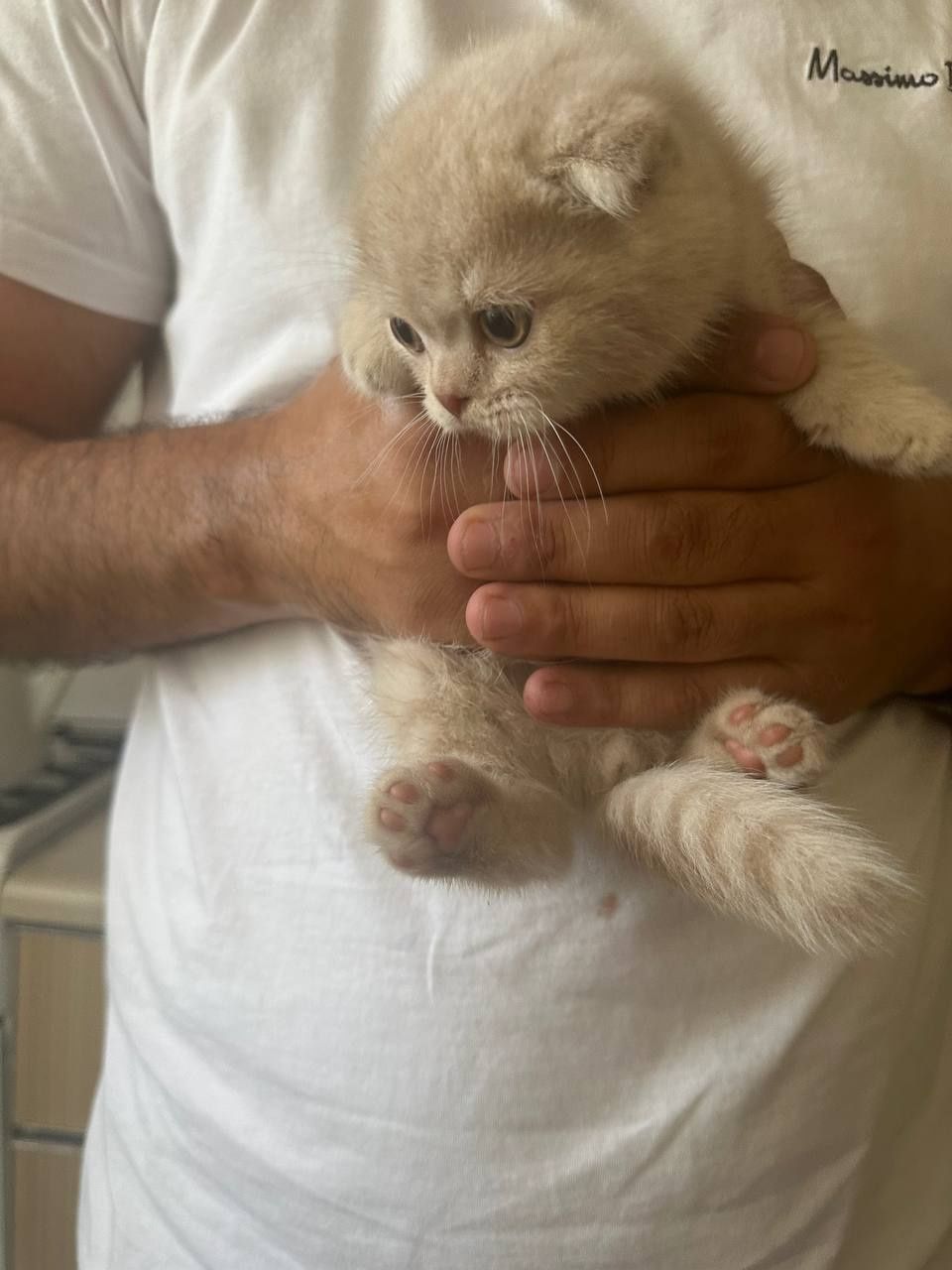 Капучино рангли вислоухий мушукча сотилади — зоти Scottish Fold