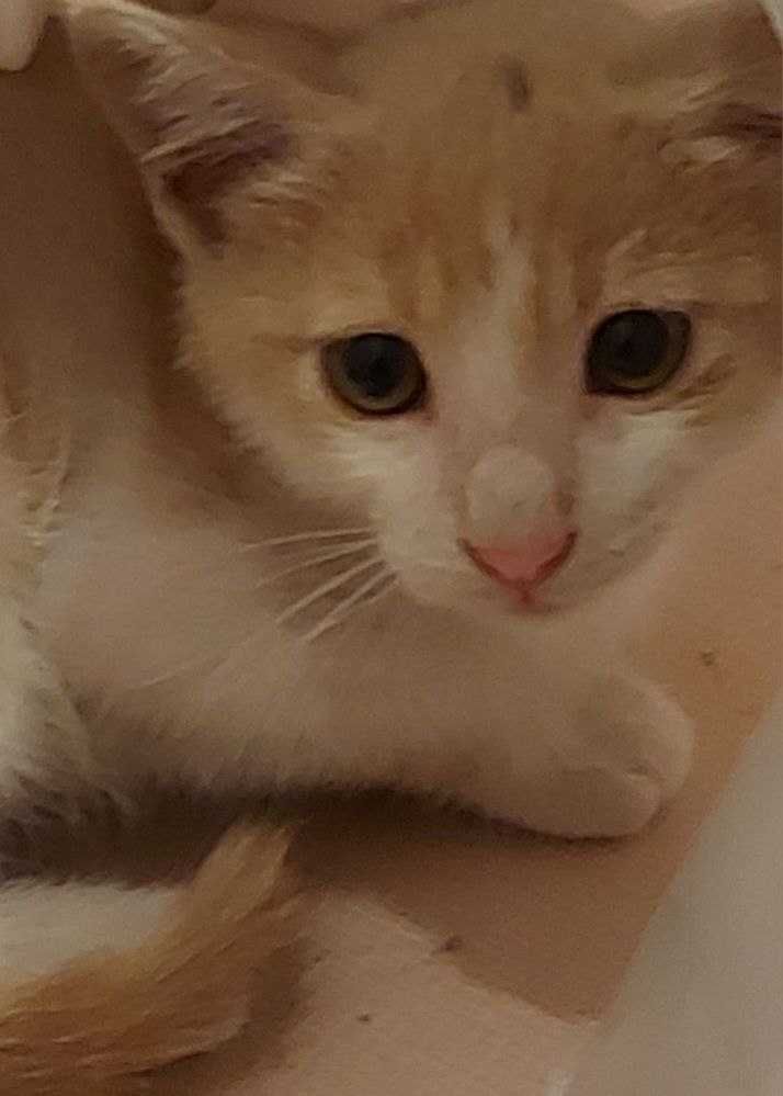 Малък котенце 3 месеца