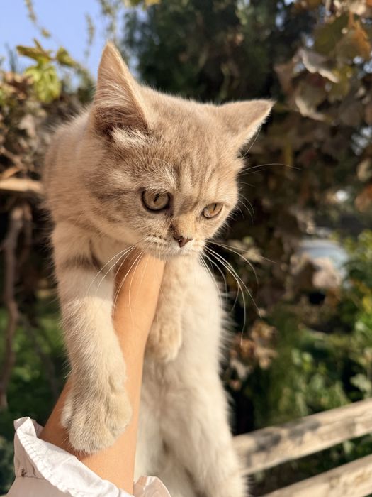 Срочно продаёться Британский  котёнок